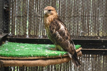 Common Buzzard Unknown Spots Fri, 5/26/2023