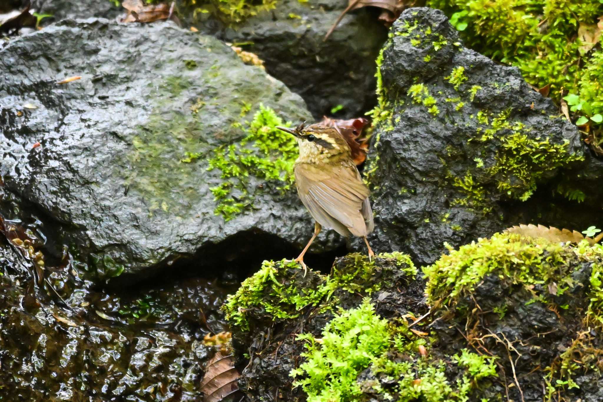 大洞の水場 ヤブサメの写真 by Yokai