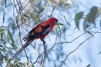 Crimson Rosella オーストラリア Fri, 8/3/2018