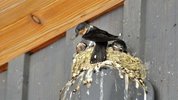 Barn Swallow 南佐久 Fri, 7/7/2023