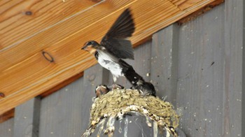 Barn Swallow 南佐久 Fri, 7/7/2023