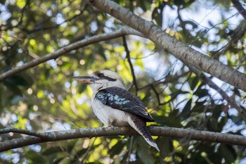 Laughing Kookaburra オーストラリア Fri, 8/3/2018