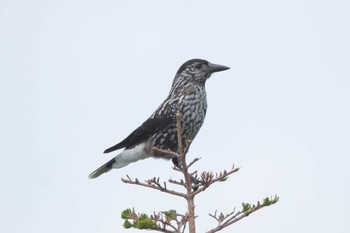 2023年7月7日(金) 奥庭荘(富士山)の野鳥観察記録