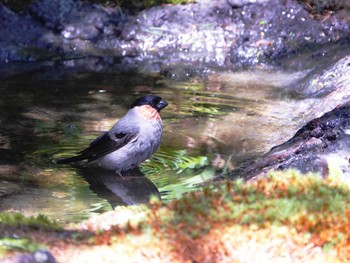 Eurasian Bullfinch Okuniwaso(Mt. Fuji) Thu, 7/6/2023