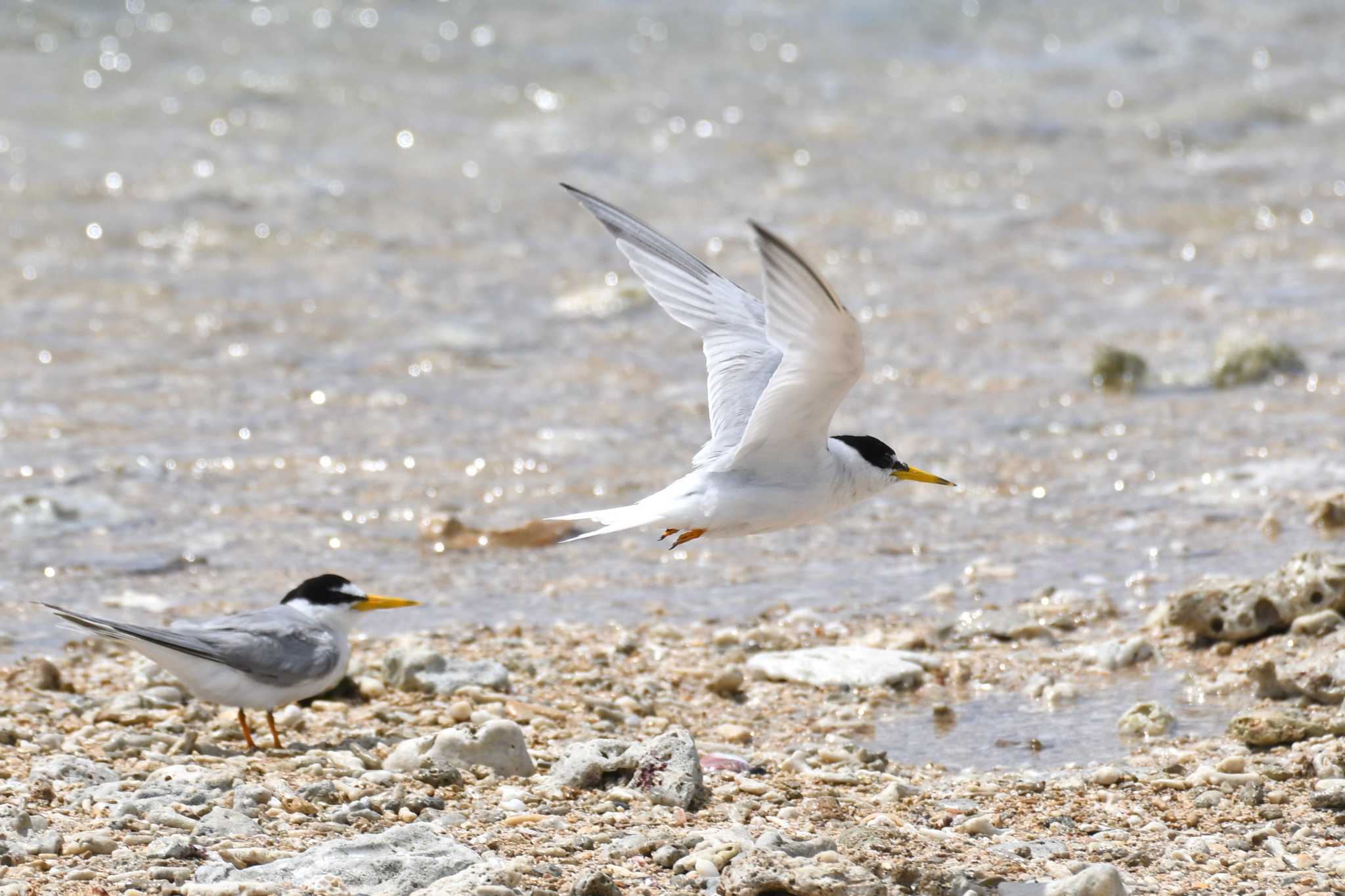 Photo of Little Tern at 南城市 by Semal