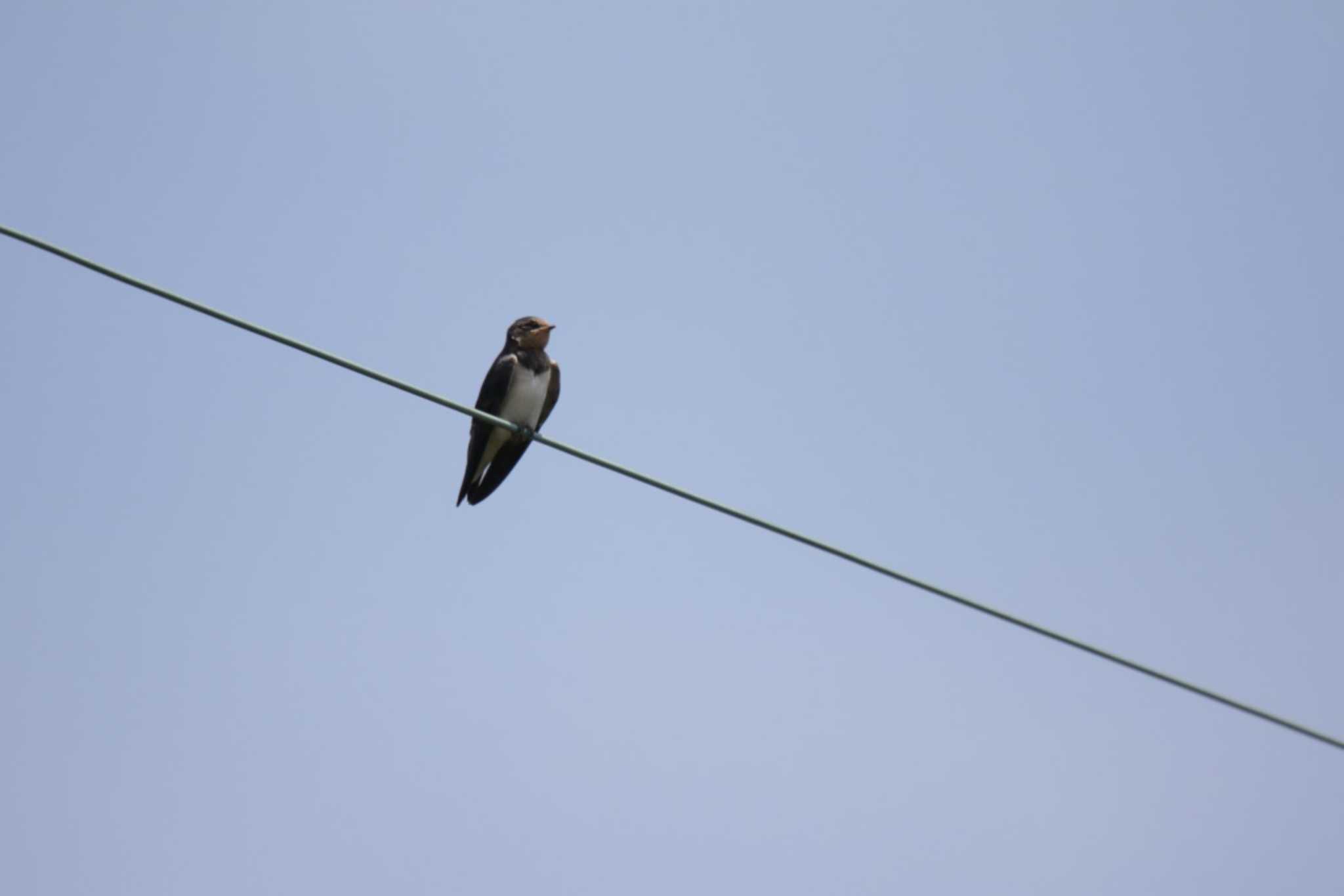 Photo of Barn Swallow at 山田池公園 by KAZUSAN