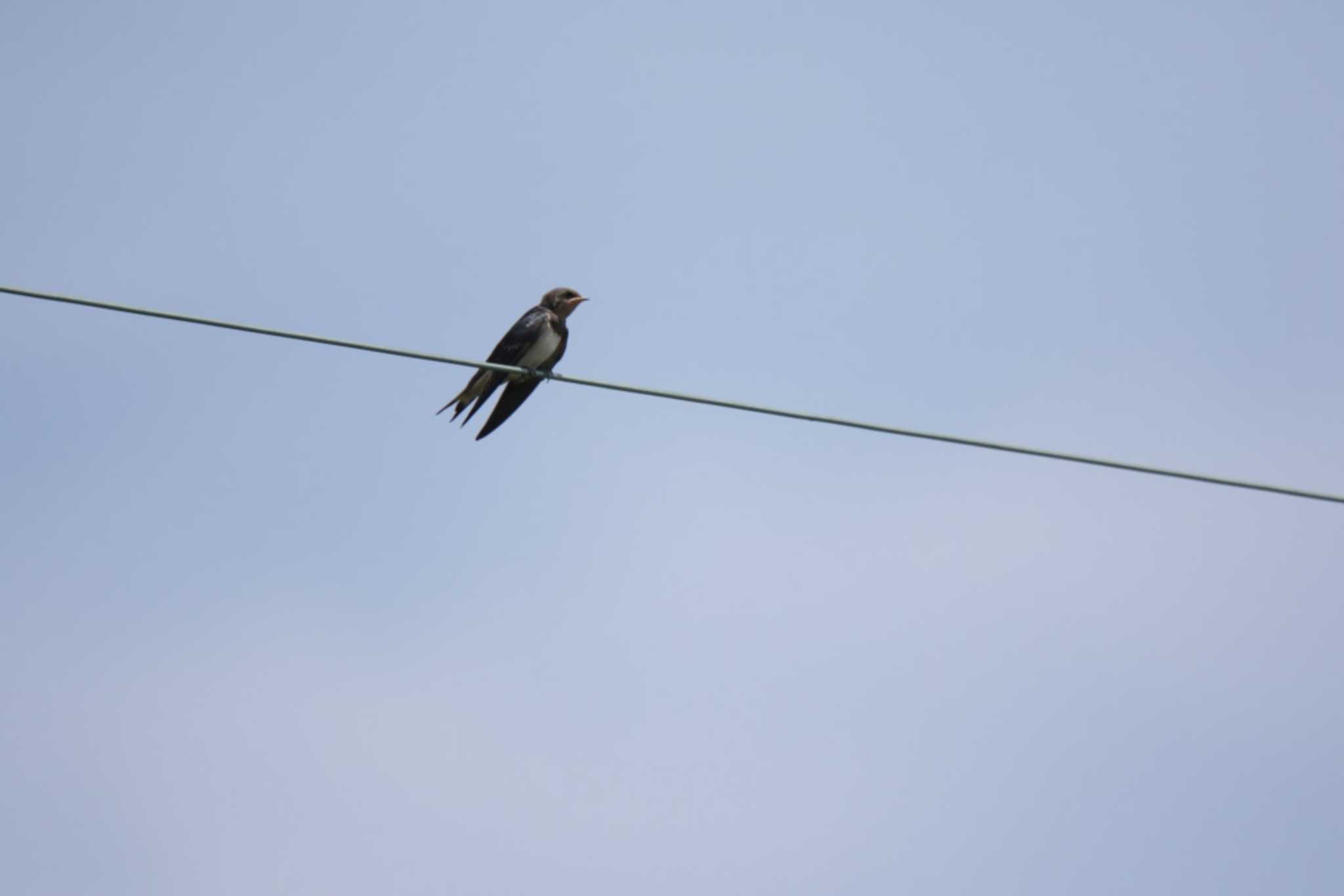 Barn Swallow