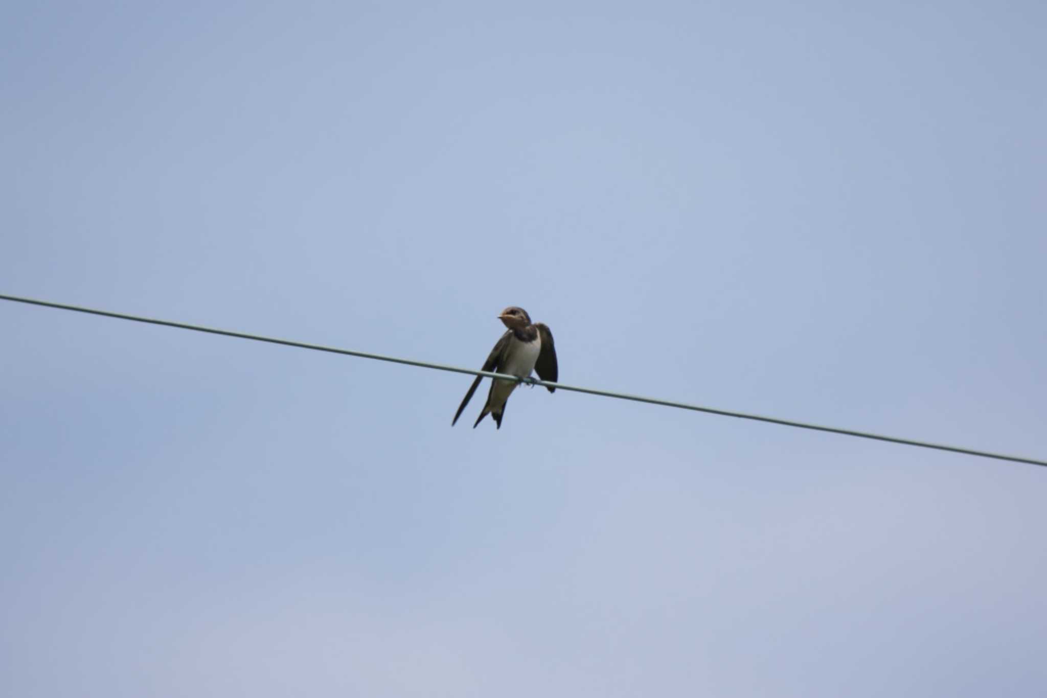 Barn Swallow