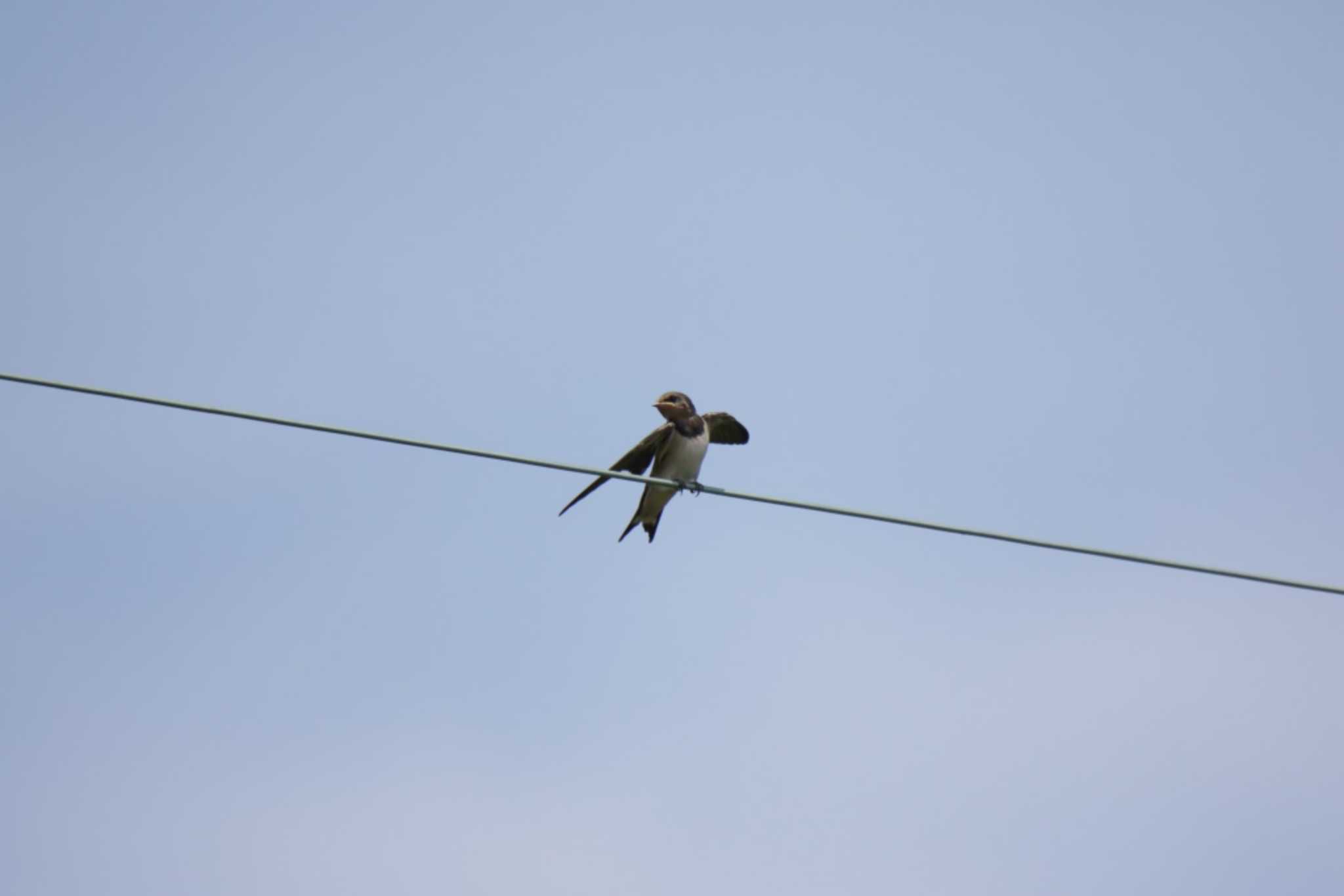 Photo of Barn Swallow at 山田池公園 by KAZUSAN