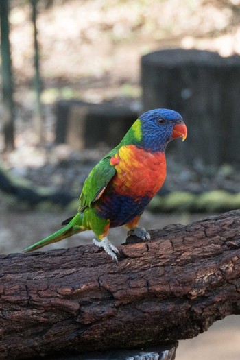 ゴシキセイガイインコ オーストラリア 2018年8月3日(金)