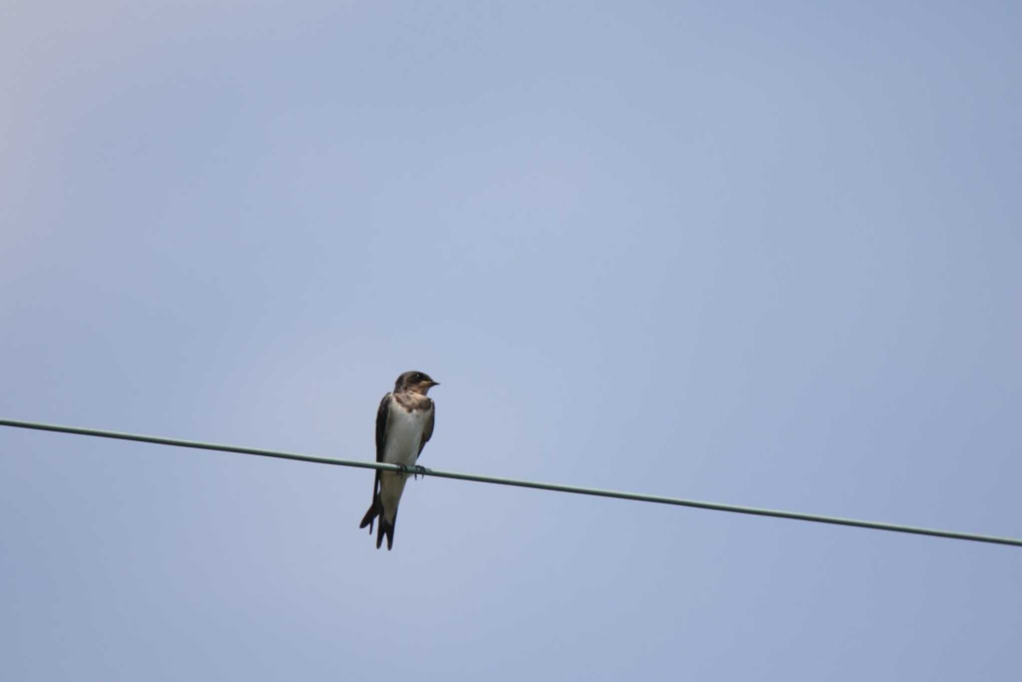 Photo of Barn Swallow at 山田池公園 by KAZUSAN