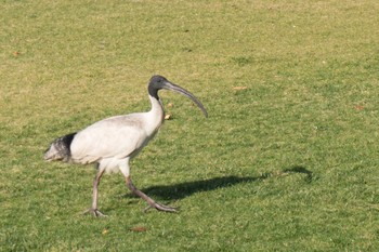 2018年8月3日(金) オーストラリアの野鳥観察記録