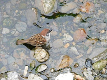 2023年7月8日(土) 平和の森公園、妙正寺川の野鳥観察記録