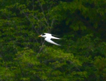 Little Tern 戸田川緑地 Sat, 7/8/2023