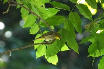 メジロ 野川公園 2023年7月2日(日)