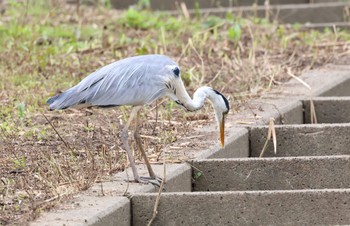 アオサギ 大堀川水辺公園 2023年7月8日(土)