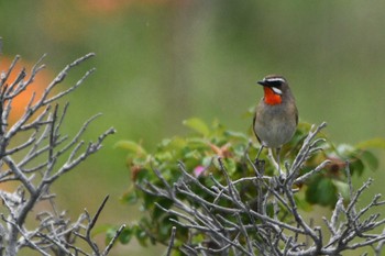 2023年6月29日(木) 小清水原生花園の野鳥観察記録