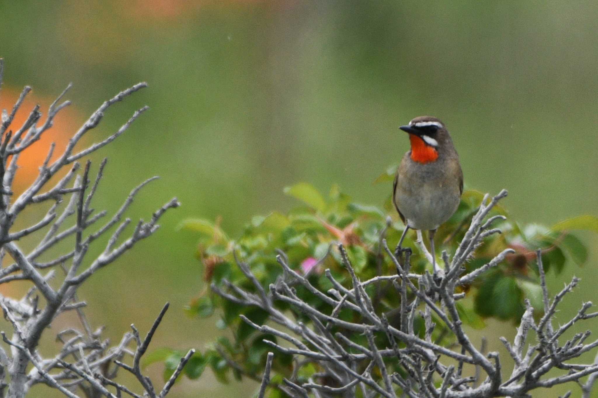 Siberian Rubythroat