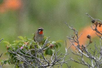 ノゴマ 小清水原生花園 2023年6月29日(木)