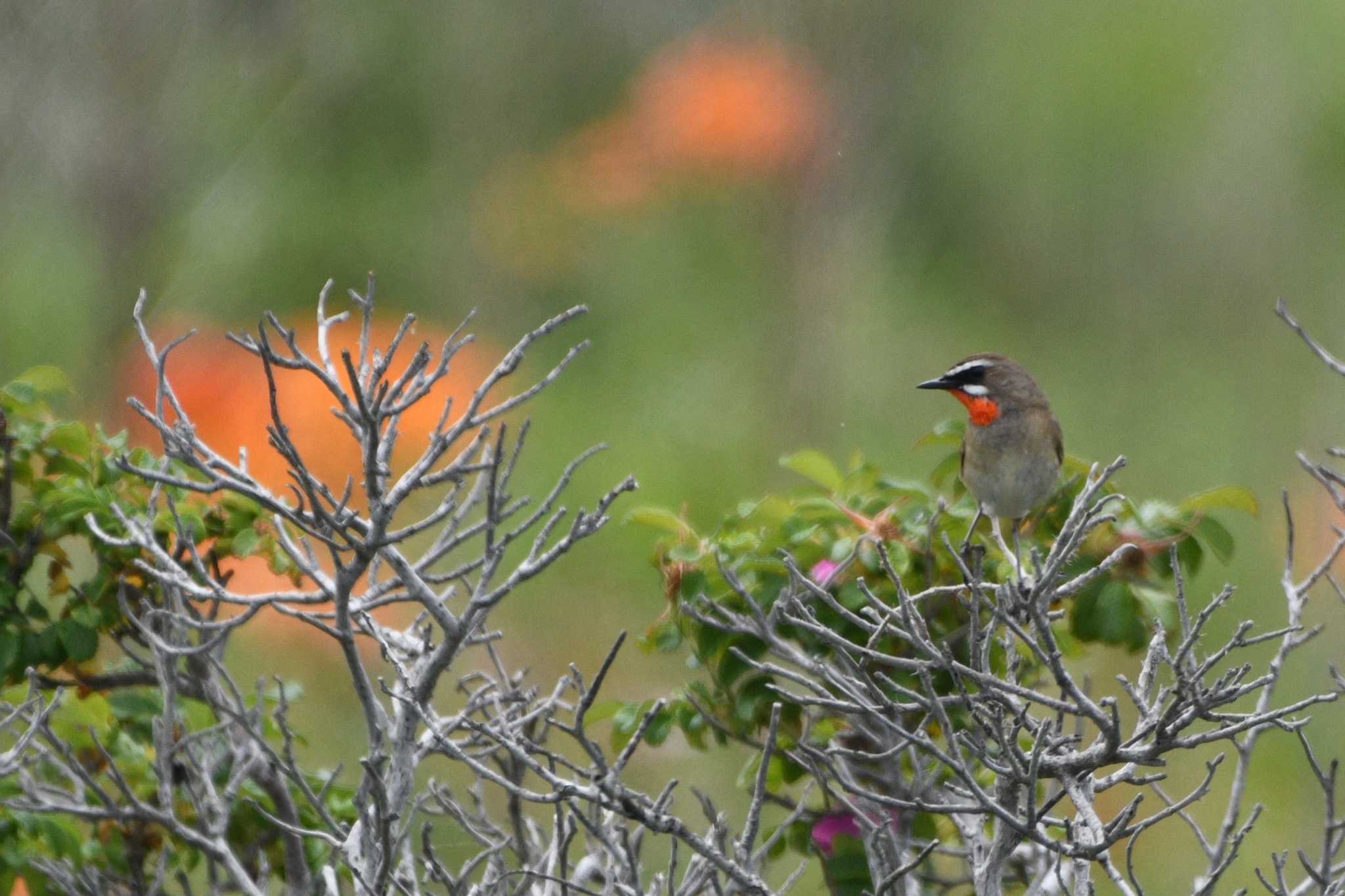 Siberian Rubythroat