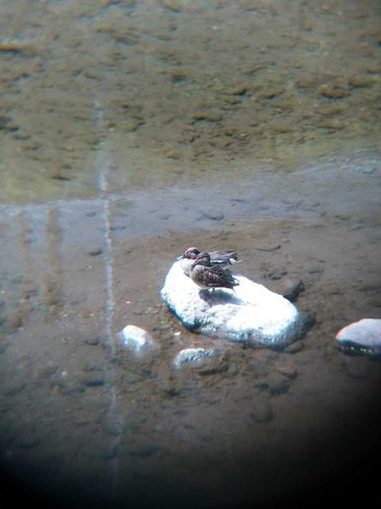 Eurasian Teal 境川(境橋付近) Sat, 6/9/2018