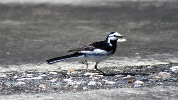 White Wagtail 南佐久 Fri, 7/7/2023