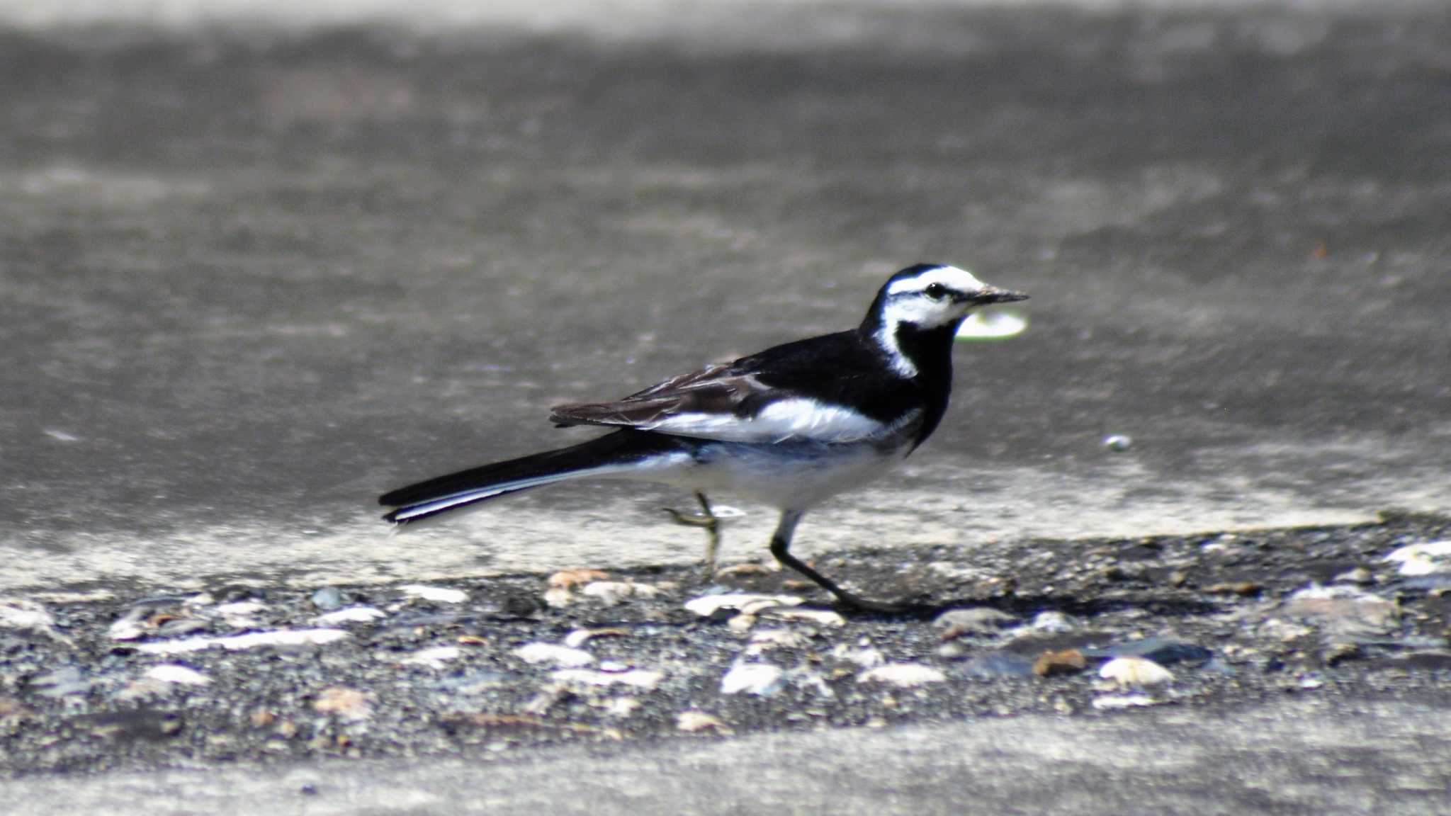 Photo of White Wagtail at 南佐久 by ao1000