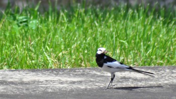 White Wagtail 南佐久 Fri, 7/7/2023