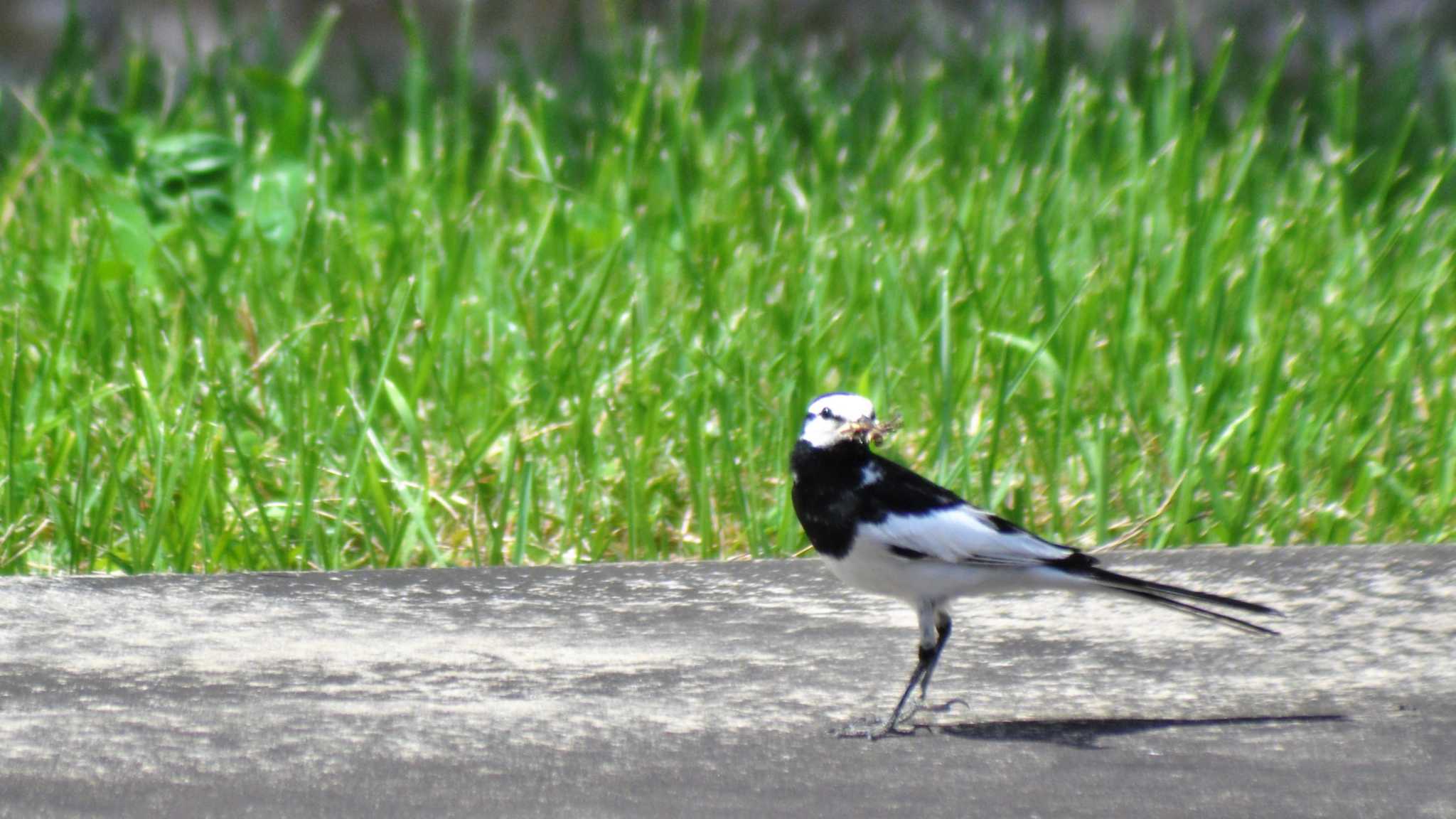 Photo of White Wagtail at 南佐久 by ao1000