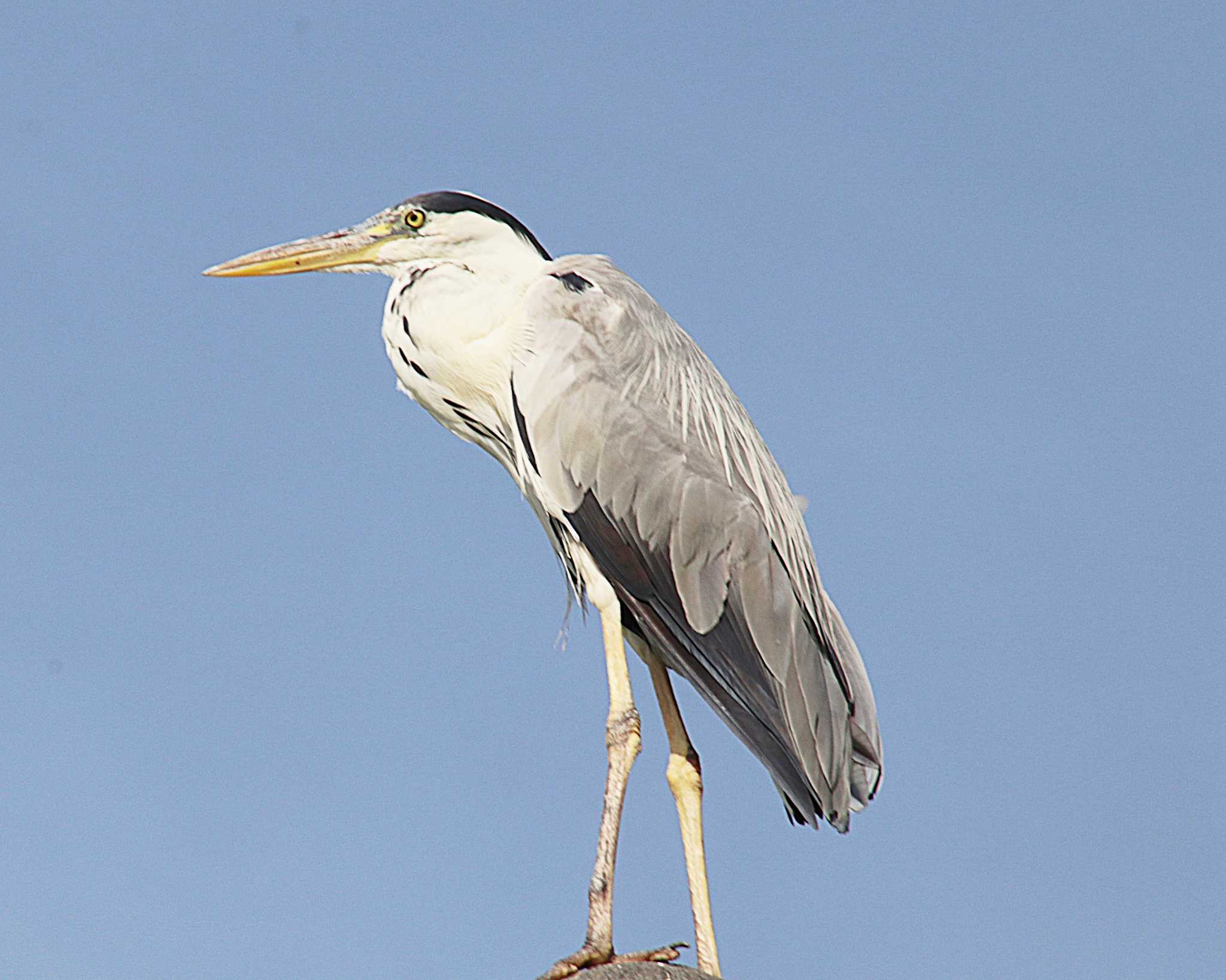 Photo of Grey Heron at 大和川下流 by Ken Mimura