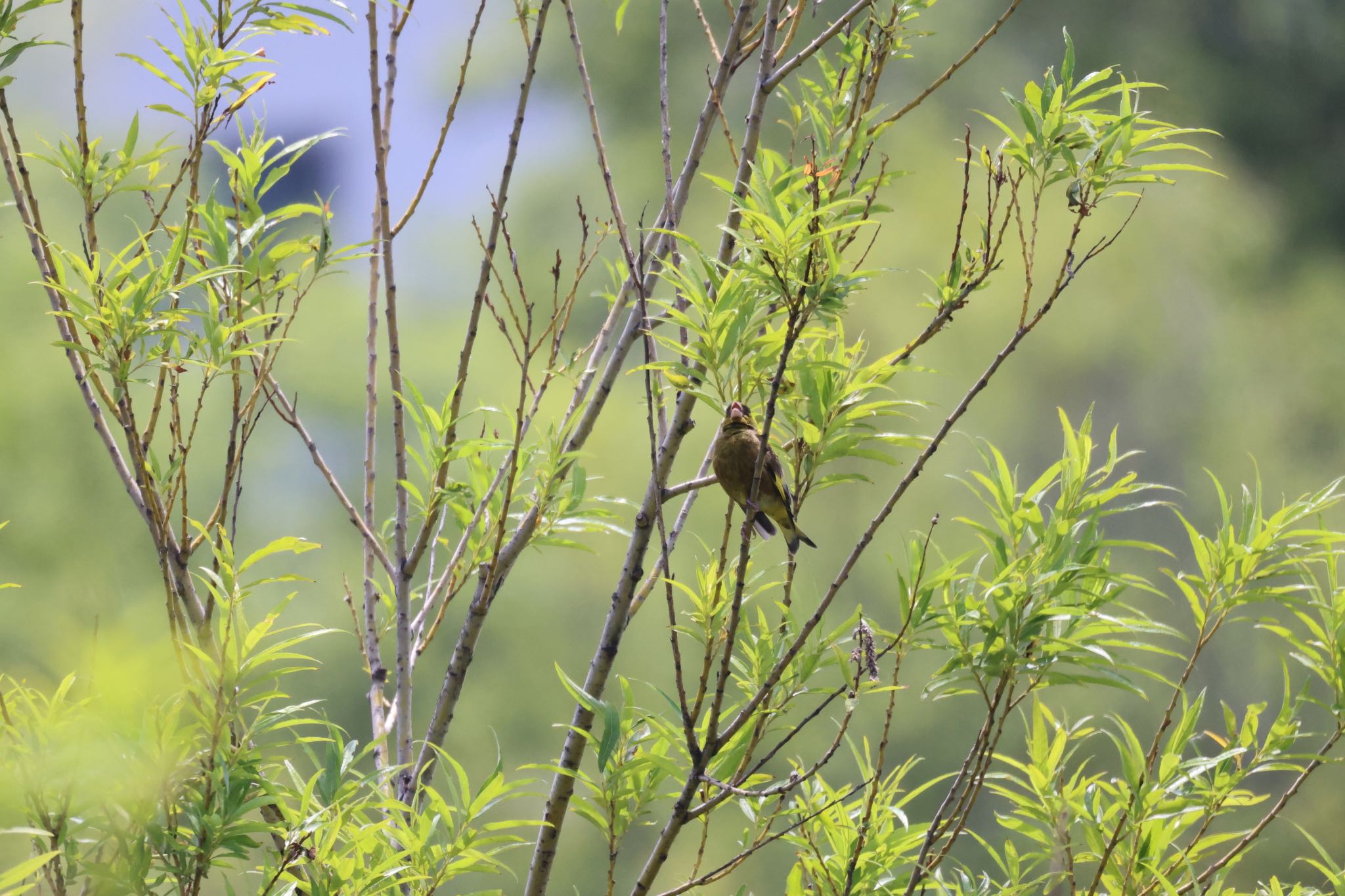 Photo of Grey-capped Greenfinch at 札幌モエレ沼公園 by will 73