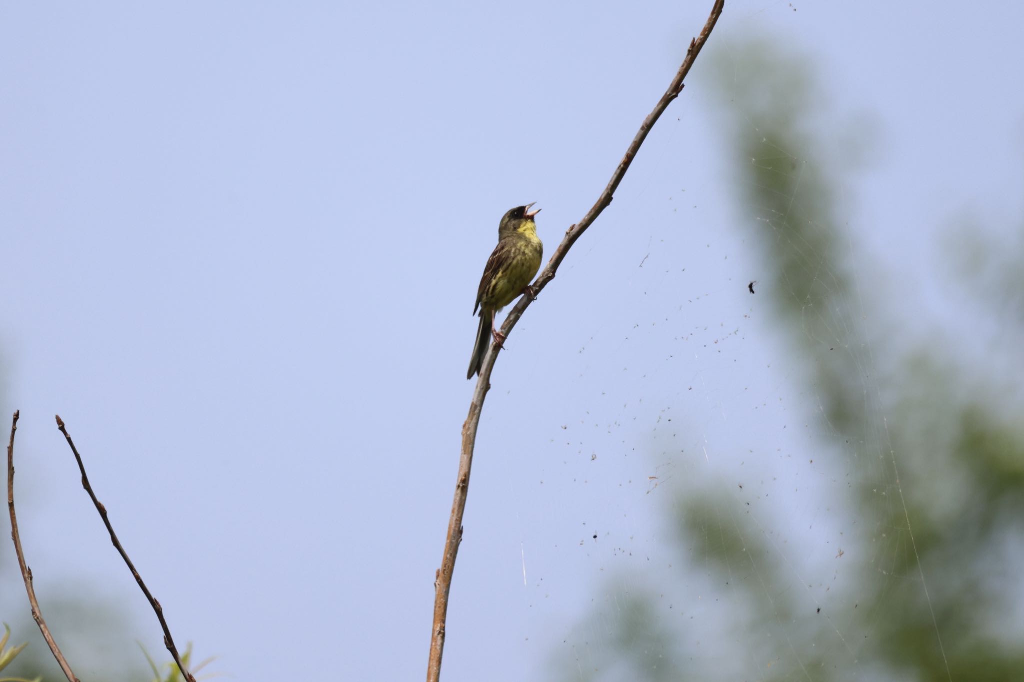 Photo of Masked Bunting at 札幌モエレ沼公園 by will 73