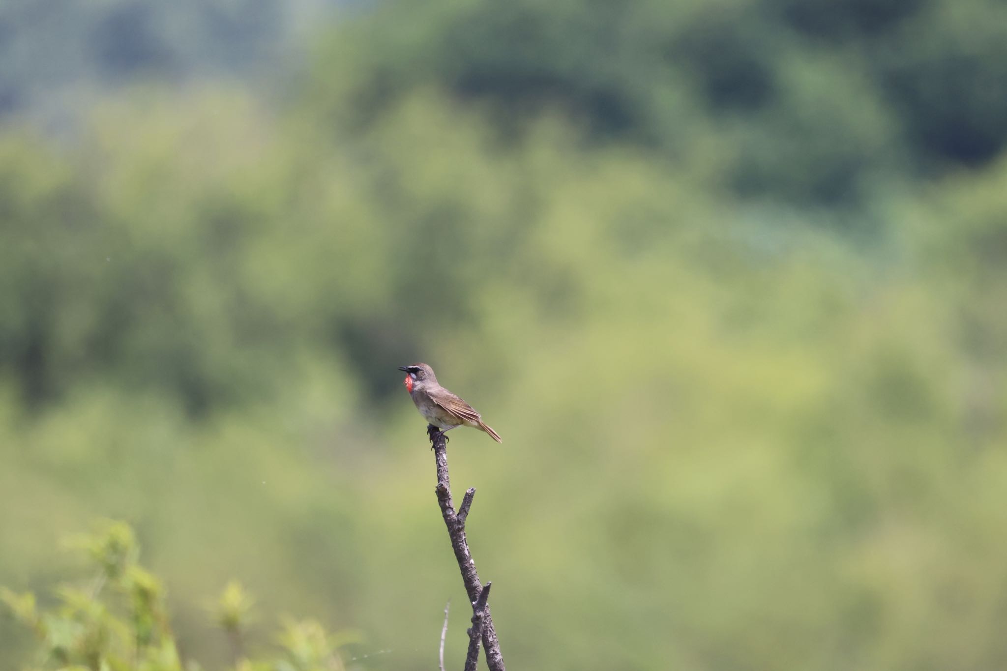 Photo of Siberian Rubythroat at 札幌モエレ沼公園 by will 73