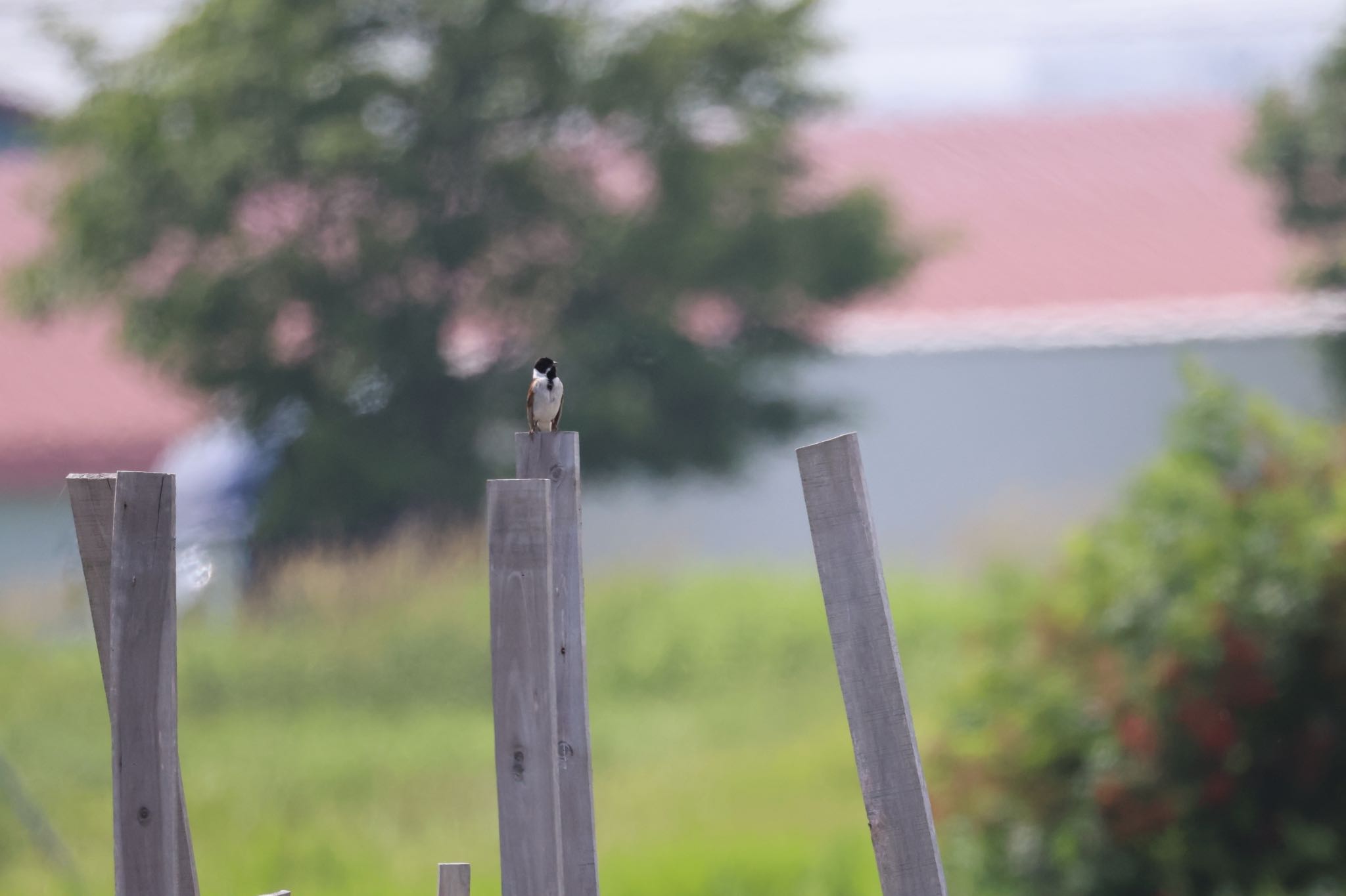 Photo of Common Reed Bunting at 札幌モエレ沼公園 by will 73