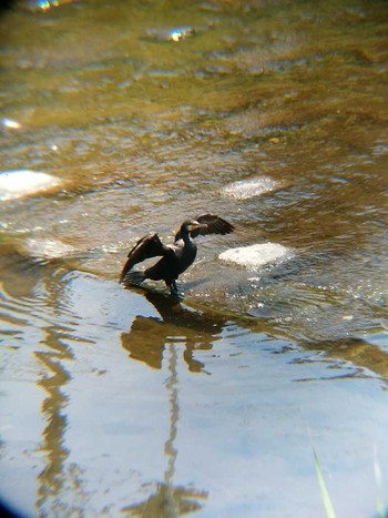 Great Cormorant 境川(境橋付近) Sat, 6/9/2018