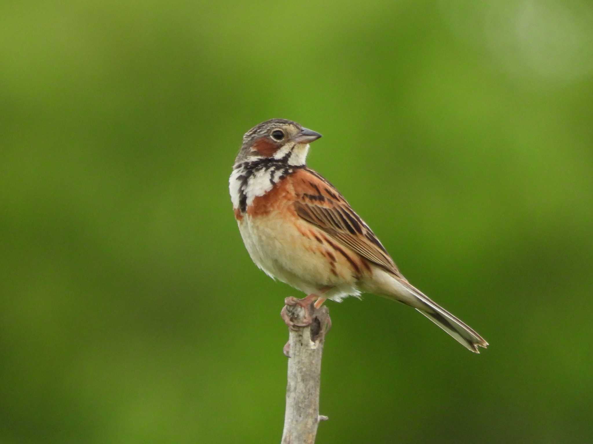 Chestnut-eared Bunting