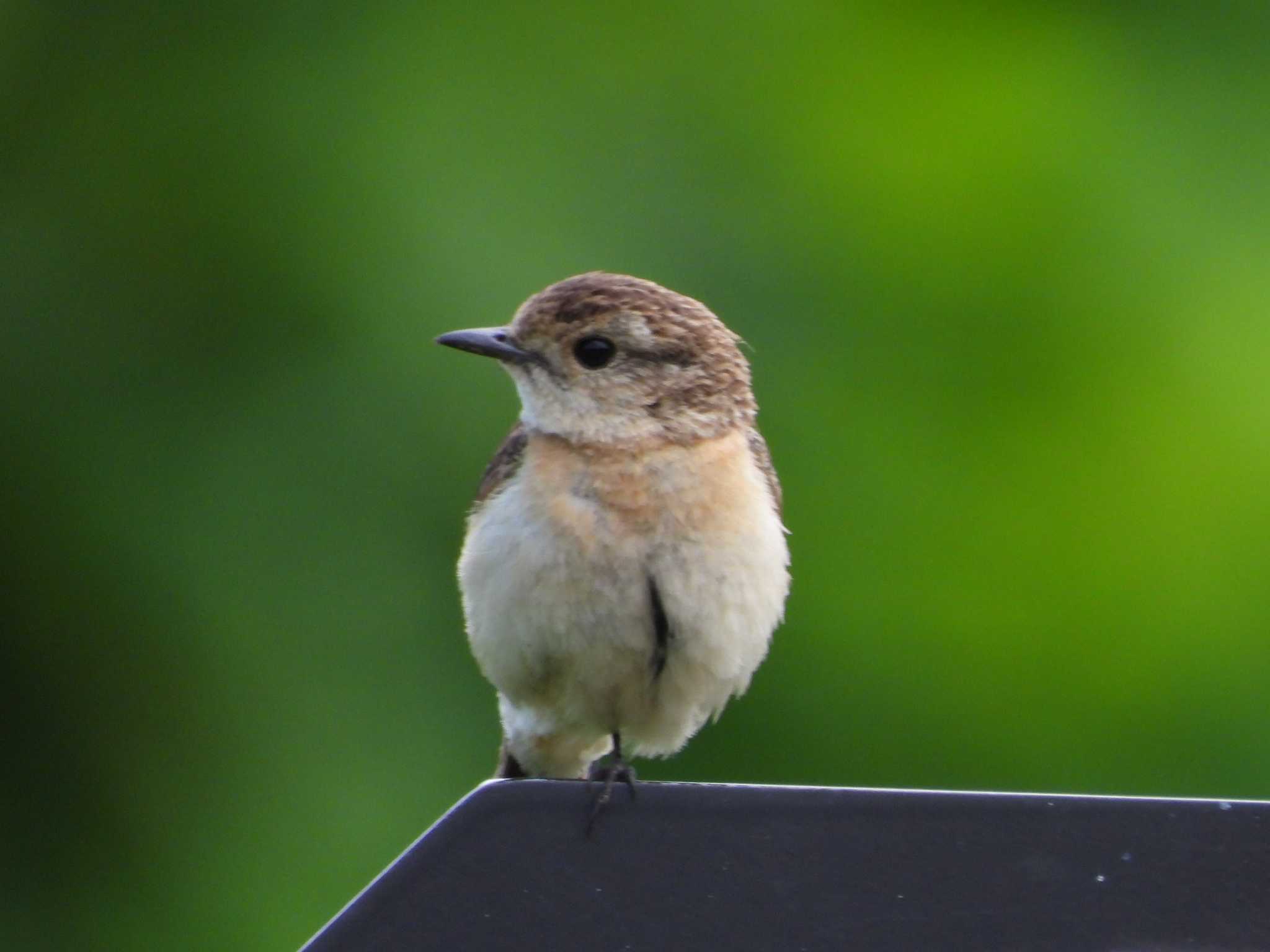 Amur Stonechat