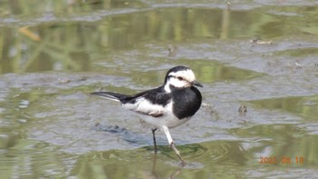 Wagtail Kasai Rinkai Park Sun, 6/18/2023