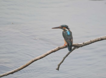 Common Kingfisher 谷津干潟自然観察センター Sat, 7/8/2023