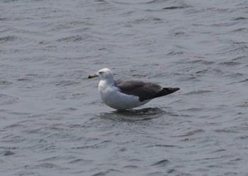 Black-tailed Gull 谷津干潟自然観察センター Sat, 7/8/2023