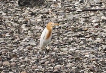 Eastern Cattle Egret 谷津干潟自然観察センター Sat, 7/8/2023