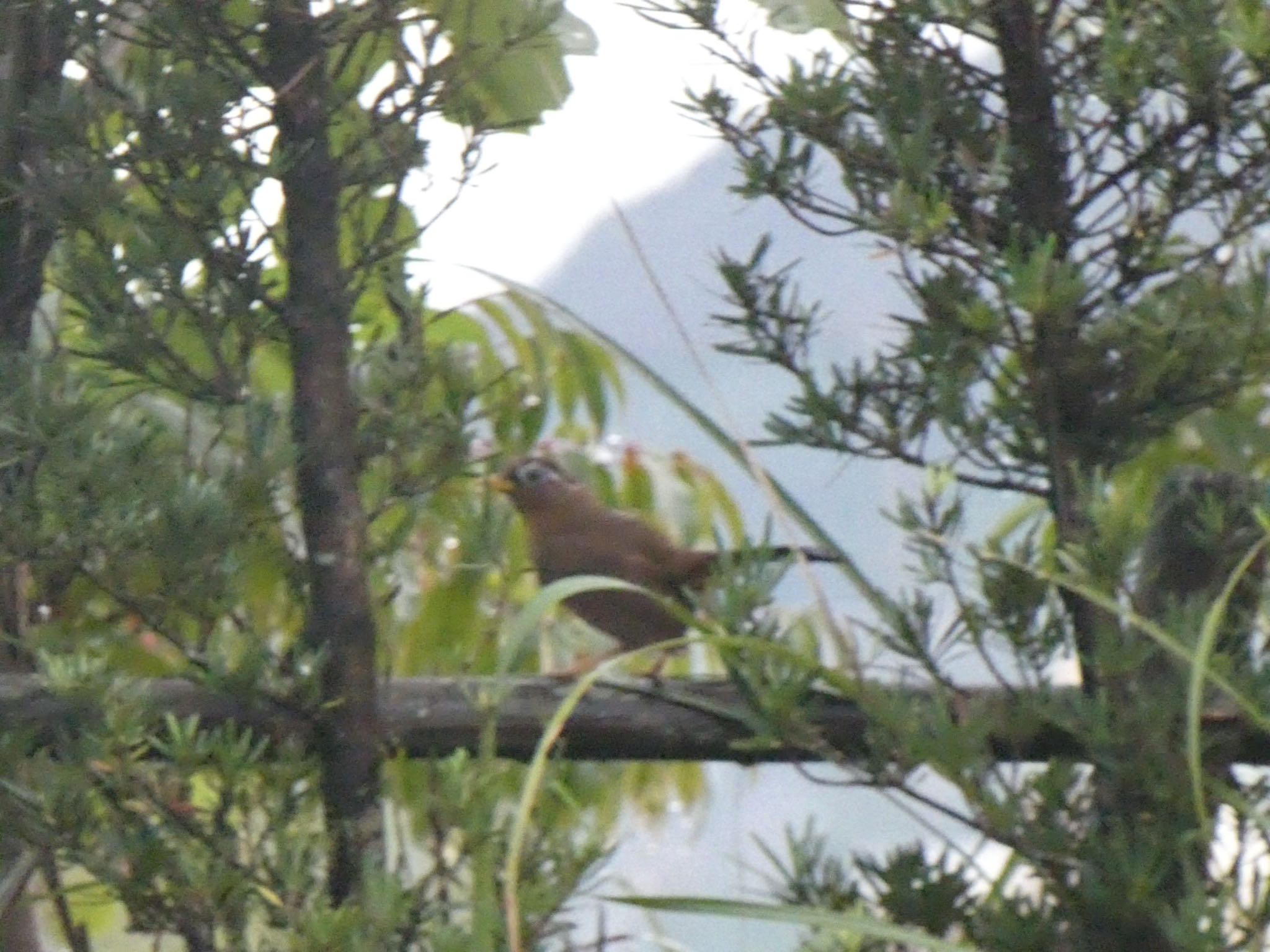 Photo of Chinese Hwamei at 長野緑地公園 by 頭黒鴎