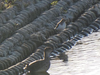 コガモ 佐賀県佐賀市 2021年10月23日(土)