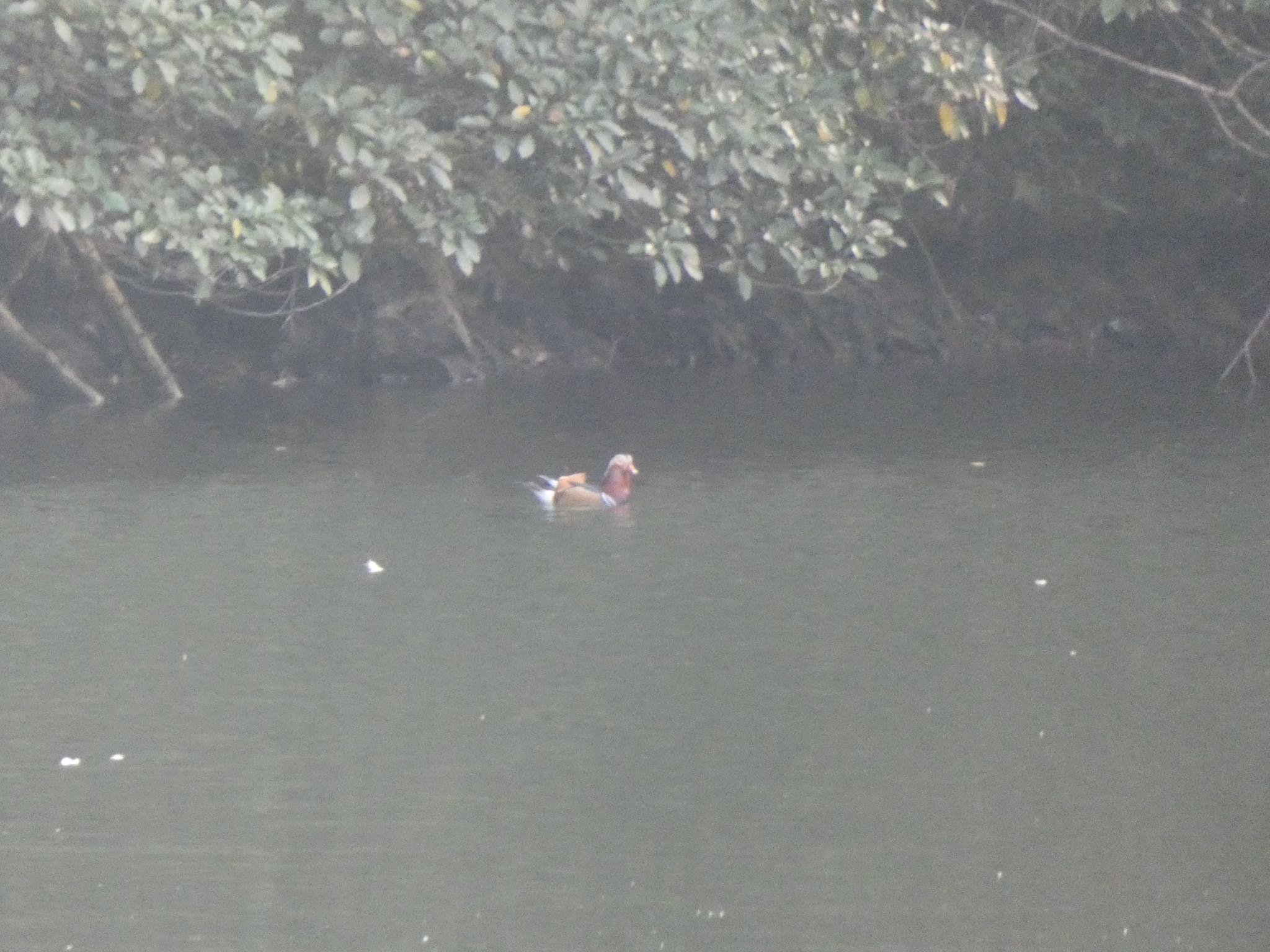 Photo of Mandarin Duck at 道原 by 頭黒鴎