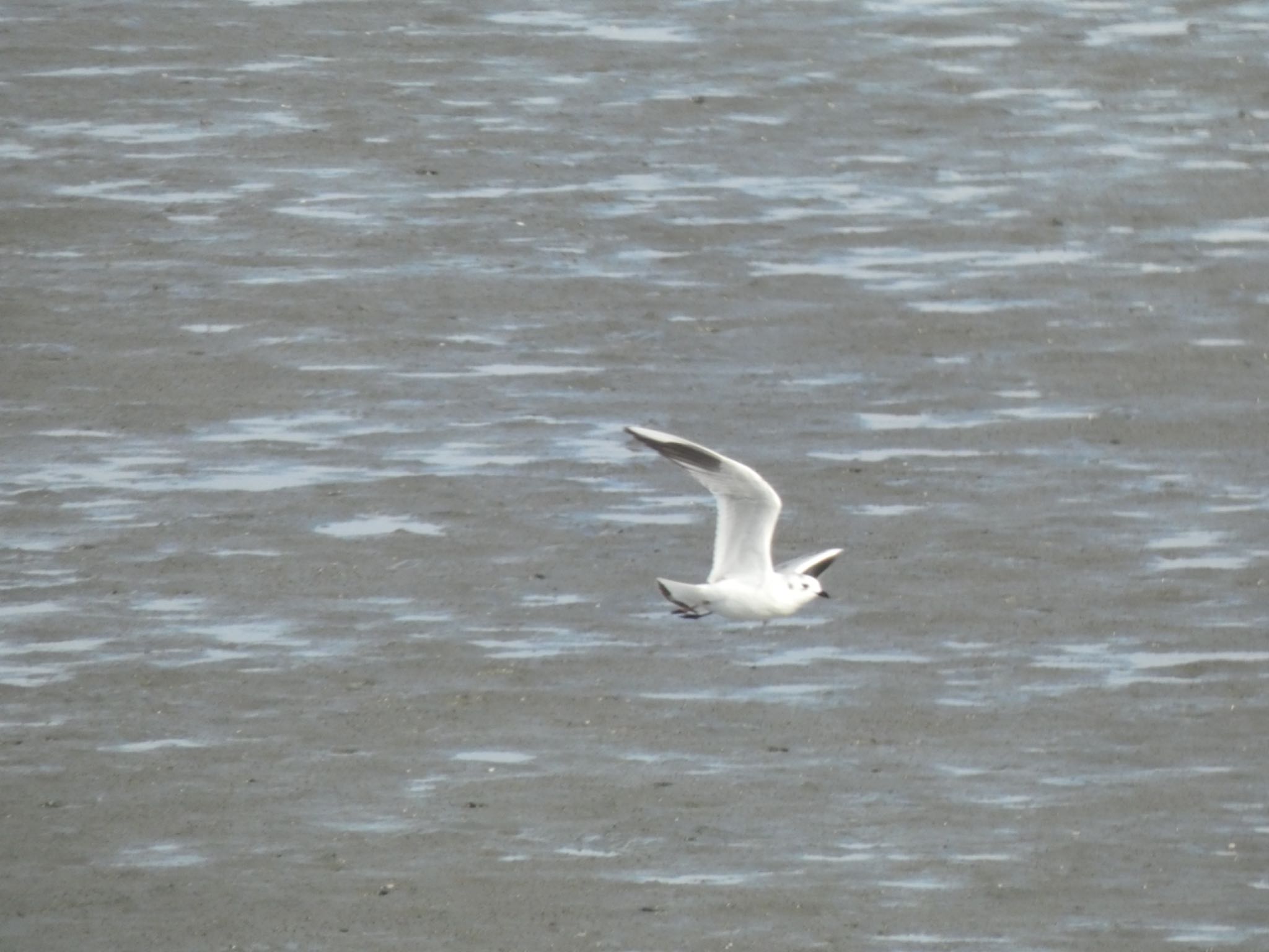 Photo of Saunders's Gull at 曽根干潟(曾根干潟) by 頭黒鴎