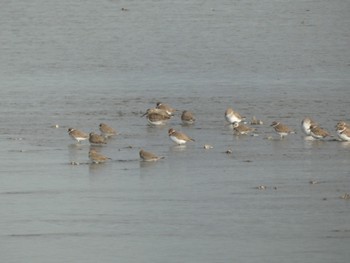 Sat, 11/13/2021 Birding report at 曽根干潟(曾根干潟)