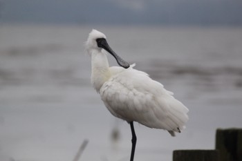 Black-faced Spoonbill Daijugarami Higashiyoka Coast Thu, 4/29/2021