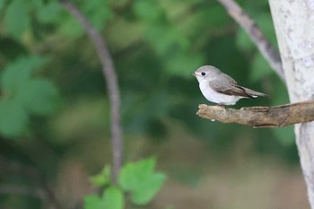 Asian Brown Flycatcher 北海道 函館市 東山 Sat, 7/8/2023