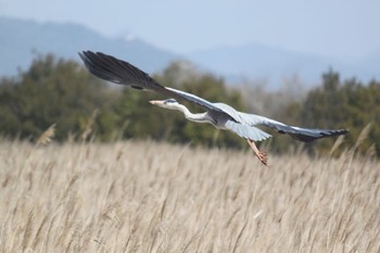 Grey Heron 山口県立きらら浜自然観察公園 Tue, 2/23/2021