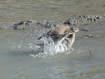 Eurasian Whimbrel 曽根干潟(曾根干潟) Sun, 8/29/2021